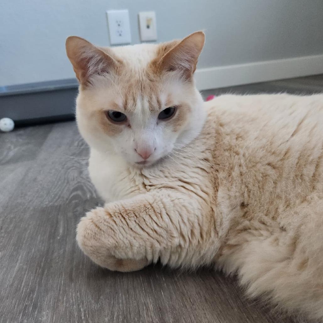 Goody, Adoptable, Adult Male Domestic Short Hair.