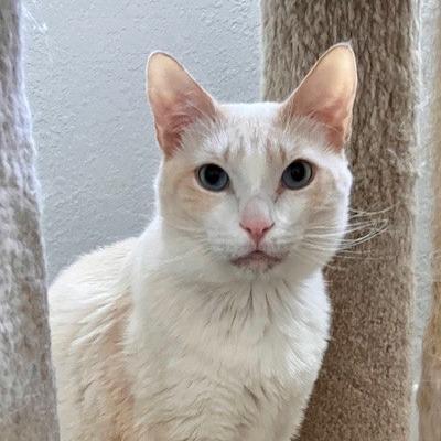 Enlarge Goody, a Adoptable Domestic Short Hair in Talent, OR image 2/6