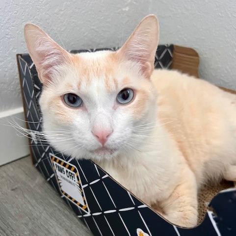 Enlarge Goody, a Adoptable Domestic Short Hair in Talent, OR image 3/6