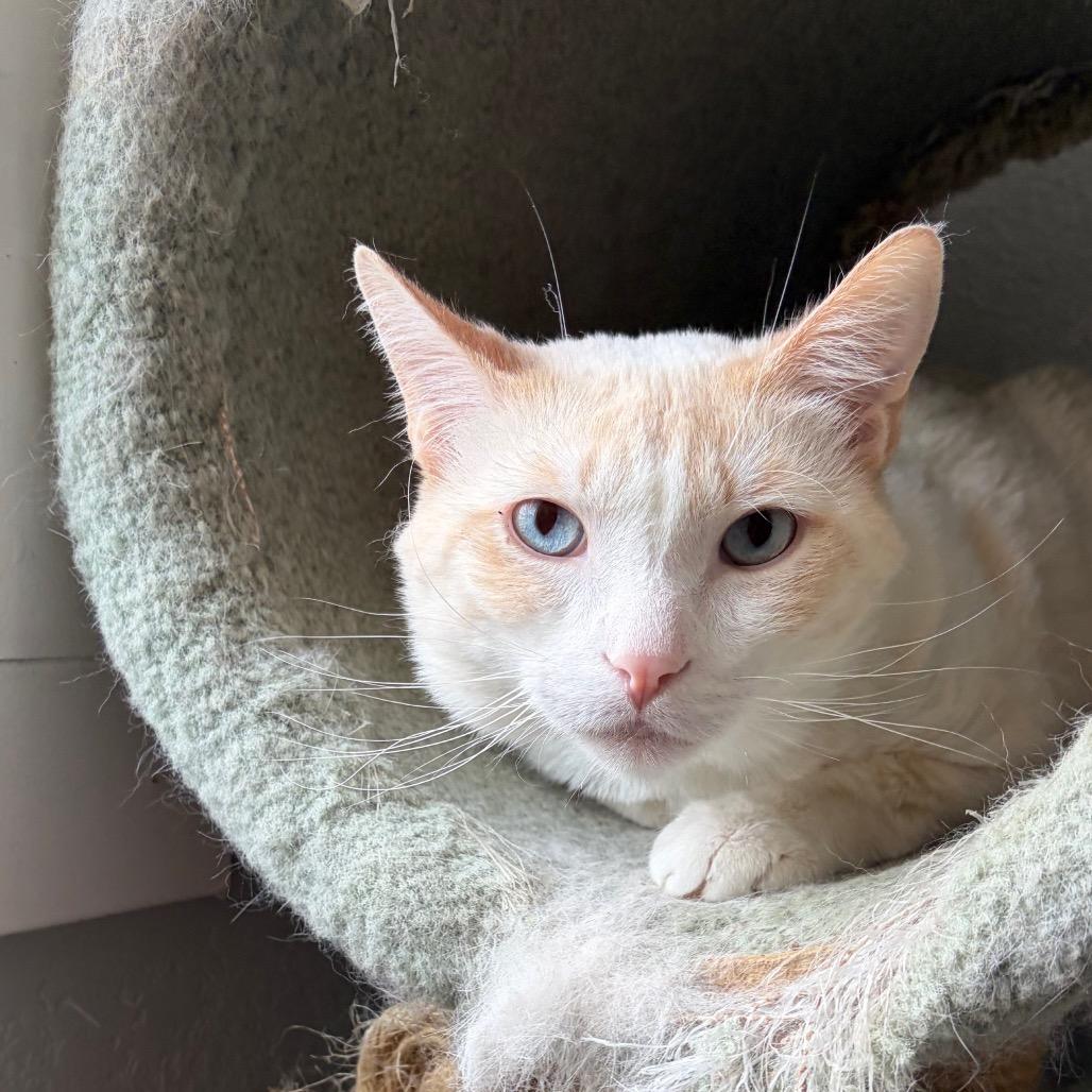 Goody, a Adoptable Domestic Short Hair in Talent, OR image 2/3