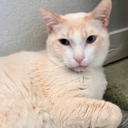 Enlarge Goody, a Adoptable Domestic Short Hair in Talent, OR image 5/6
