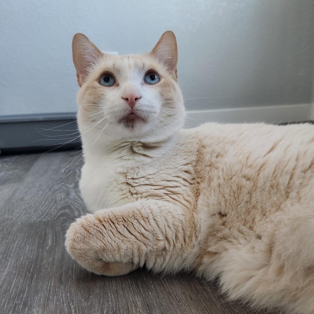 Goody, a Adoptable Domestic Short Hair in Talent, OR image 3/3