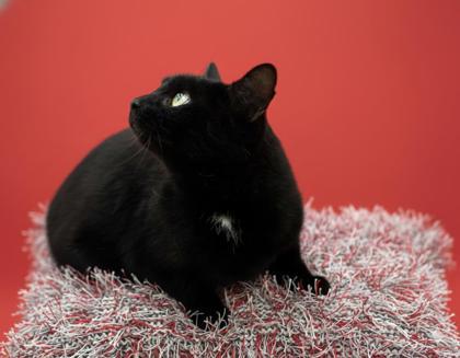 Enlarge Mallory, a Adoptable mixed breed in Bowling Green, KY image 1/3