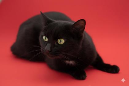 Enlarge Mallory, a Adoptable mixed breed in Bowling Green, KY image 2/3