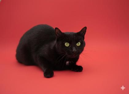 Enlarge Mallory, a Adoptable mixed breed in Bowling Green, KY image 3/3