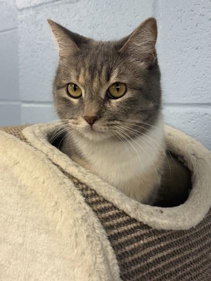 Azizah, Adoptable, Adult Female Domestic Short Hair & Domestic Short Hair.