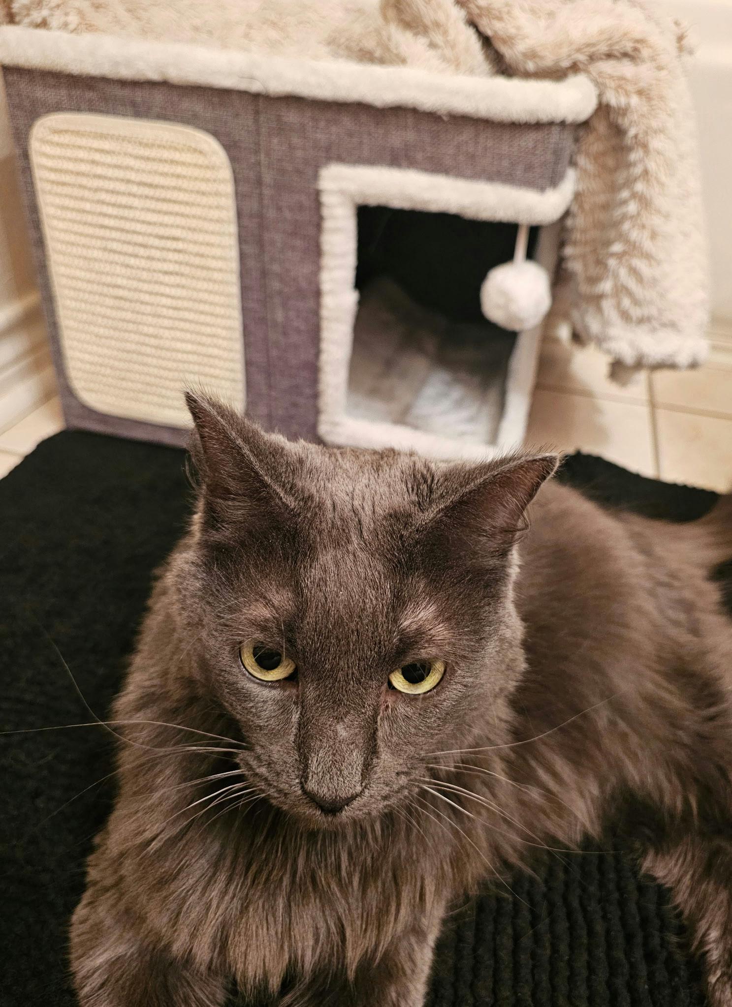 Cheeseburger thumbnail 5