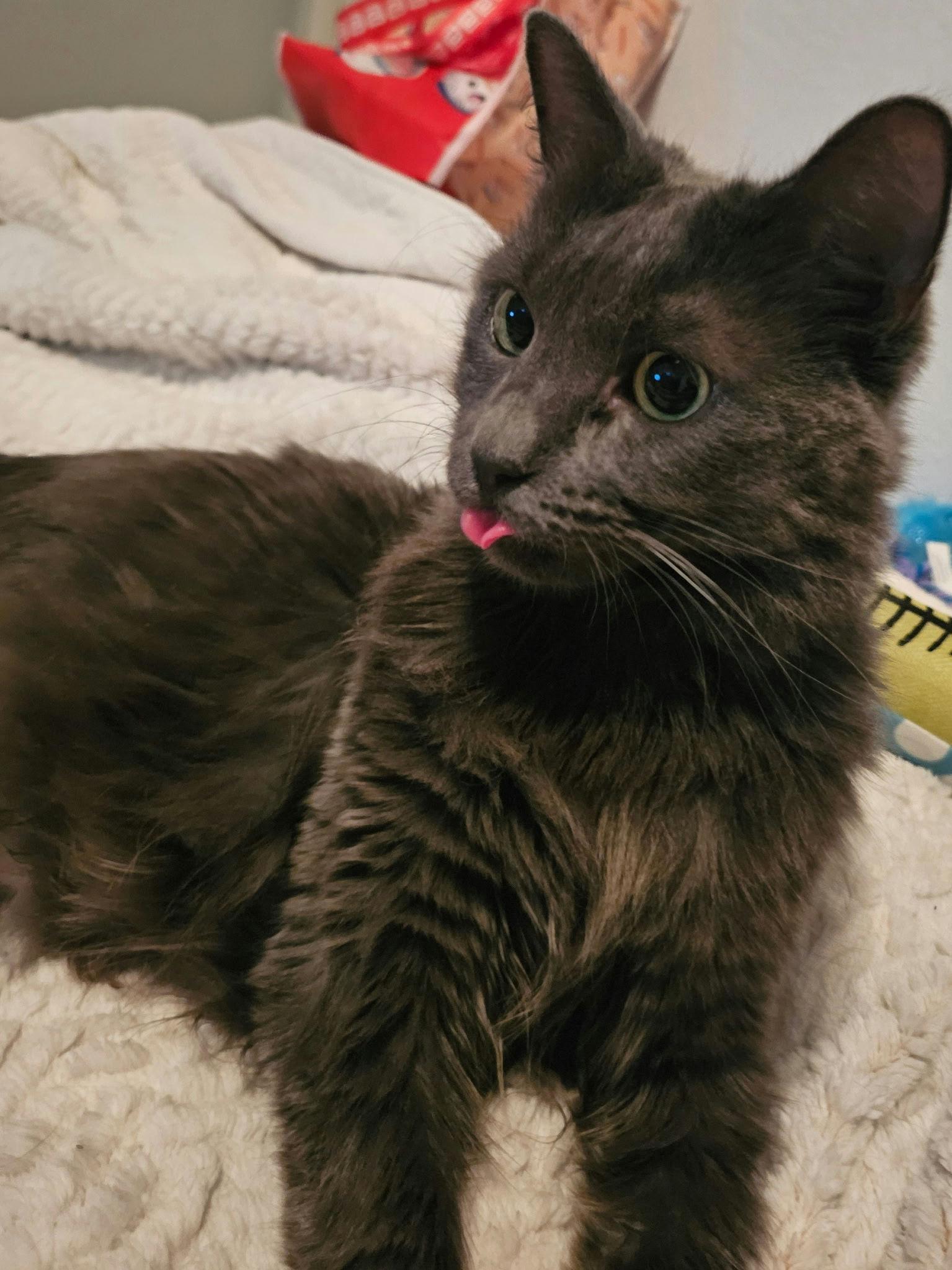 Cheeseburger thumbnail 4