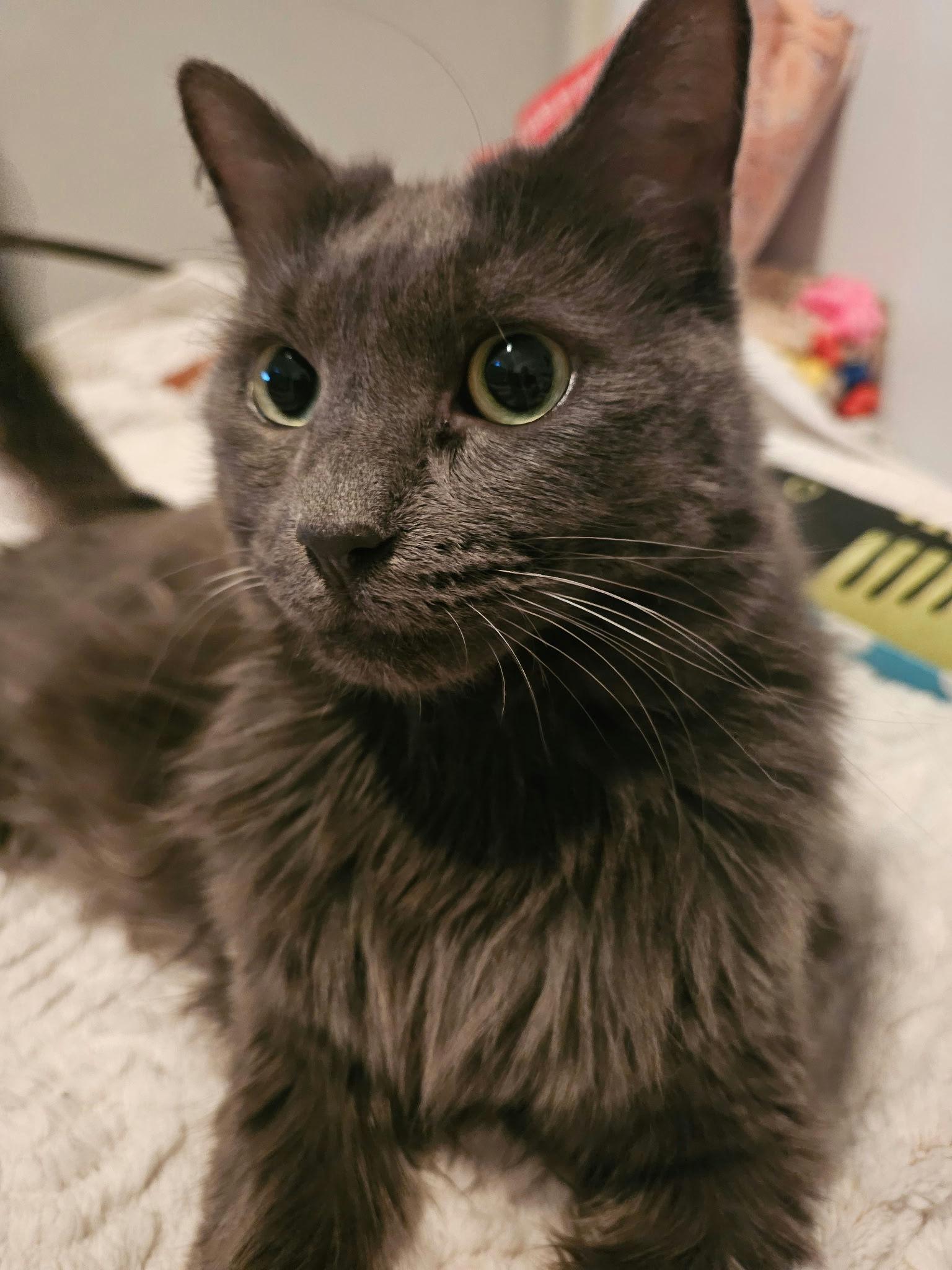 Cheeseburger thumbnail 6