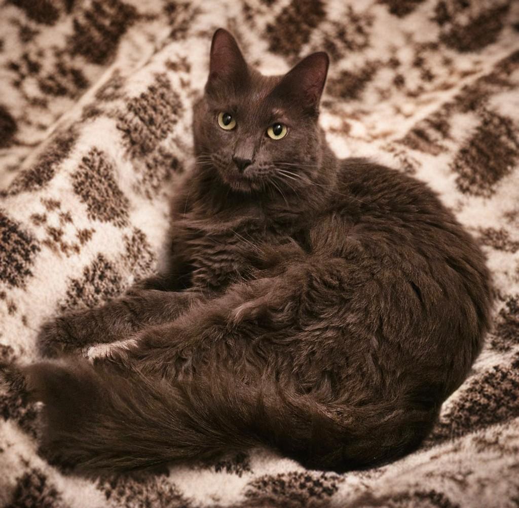 Enlarge Cheeseburger, a Adoptable mixed breed in Houston, TX image 1/5