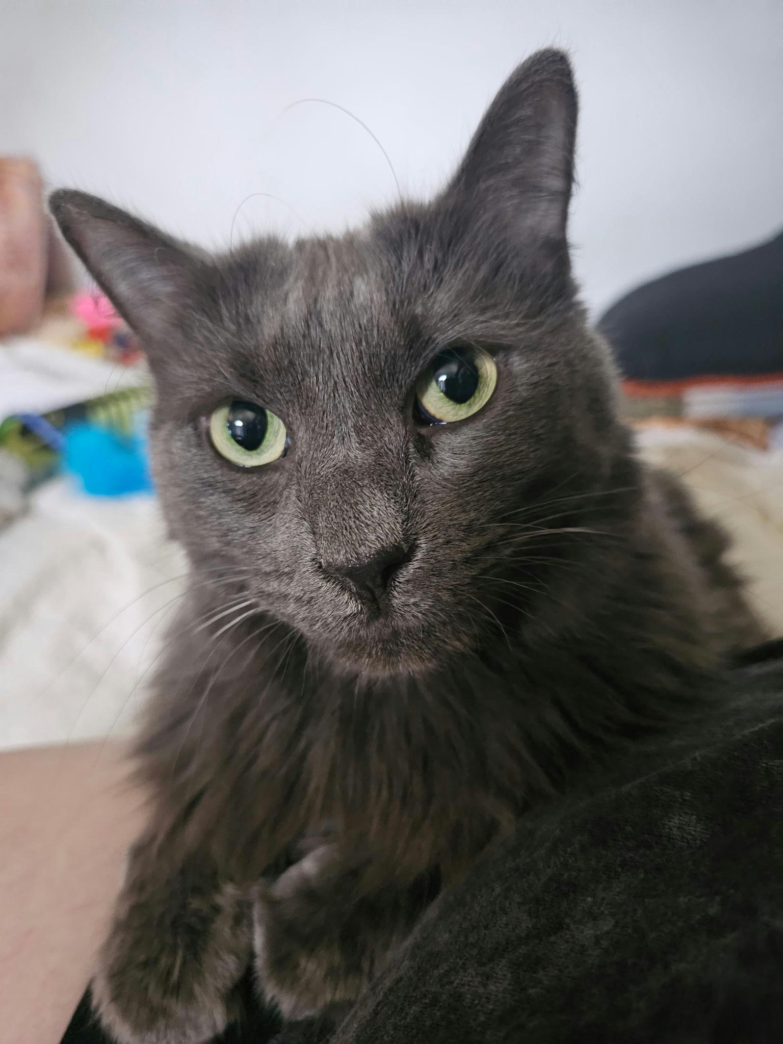 Cheeseburger thumbnail 2