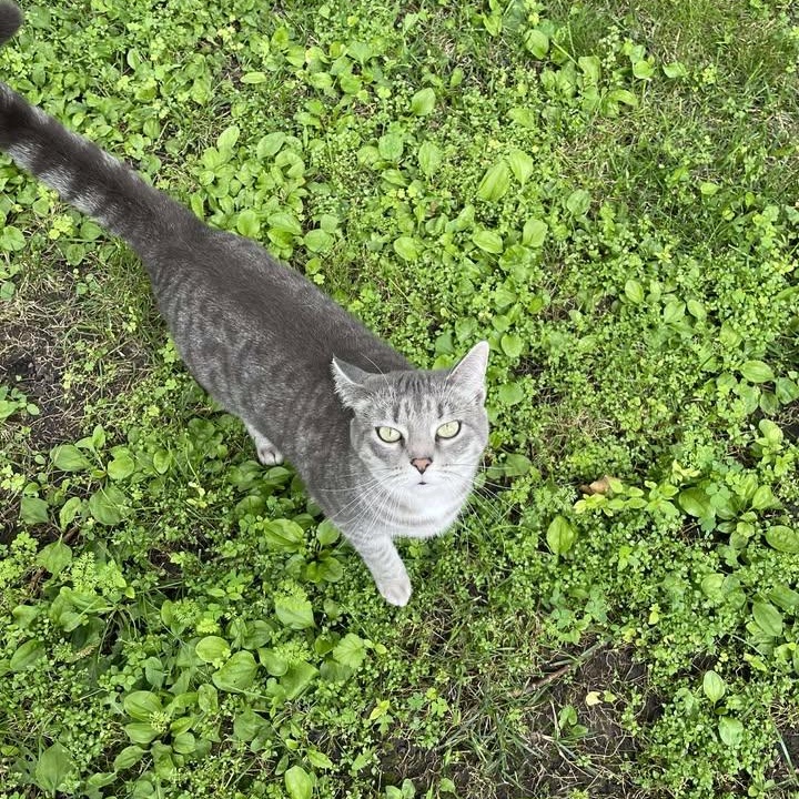 Gatsby, a Adoptable American Shorthair in Blue Earth, MN image 2/4