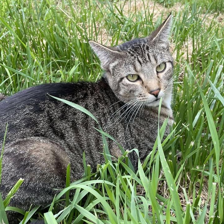 Gatsby, a Adoptable American Shorthair in Blue Earth, MN image 3/4