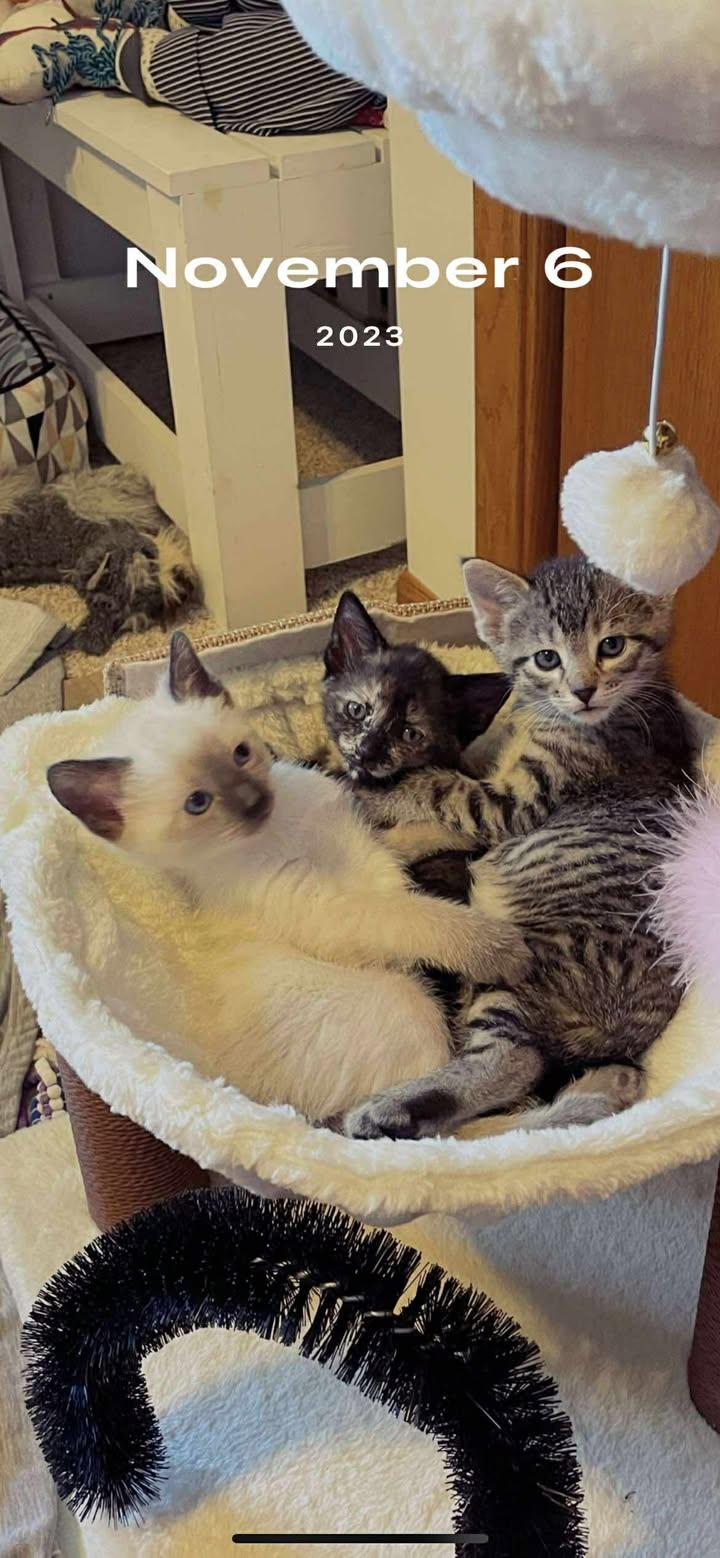 Gatsby, a Adoptable American Shorthair in Blue Earth, MN image 4/4