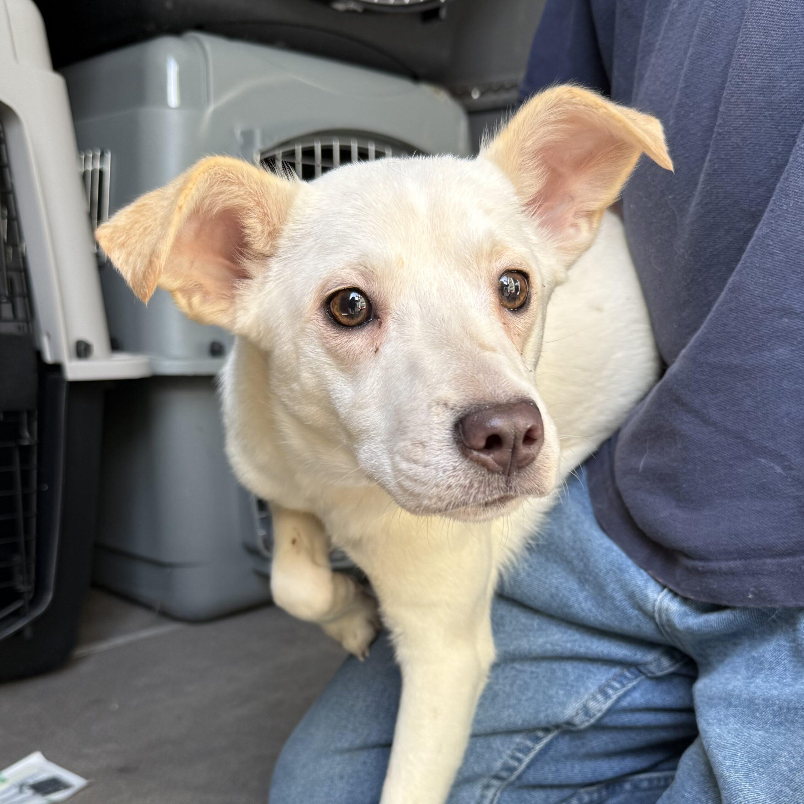 Chobani — thumbnail 4