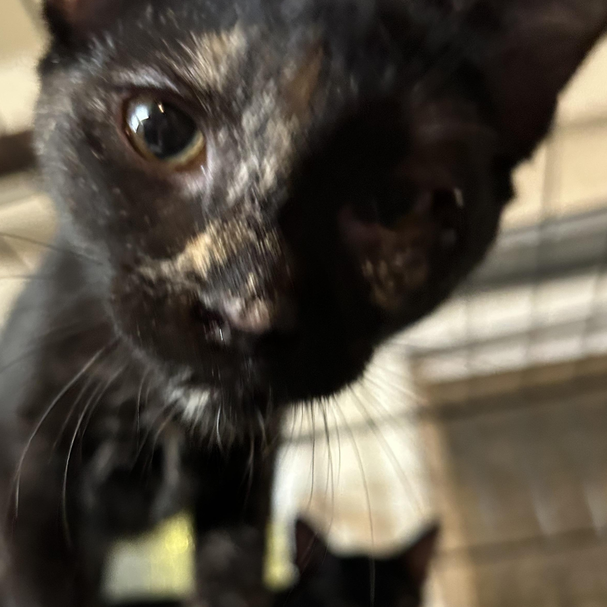 Enlarge Cattarina, a Adoptable mixed breed in New Orleans, LA image 1/3