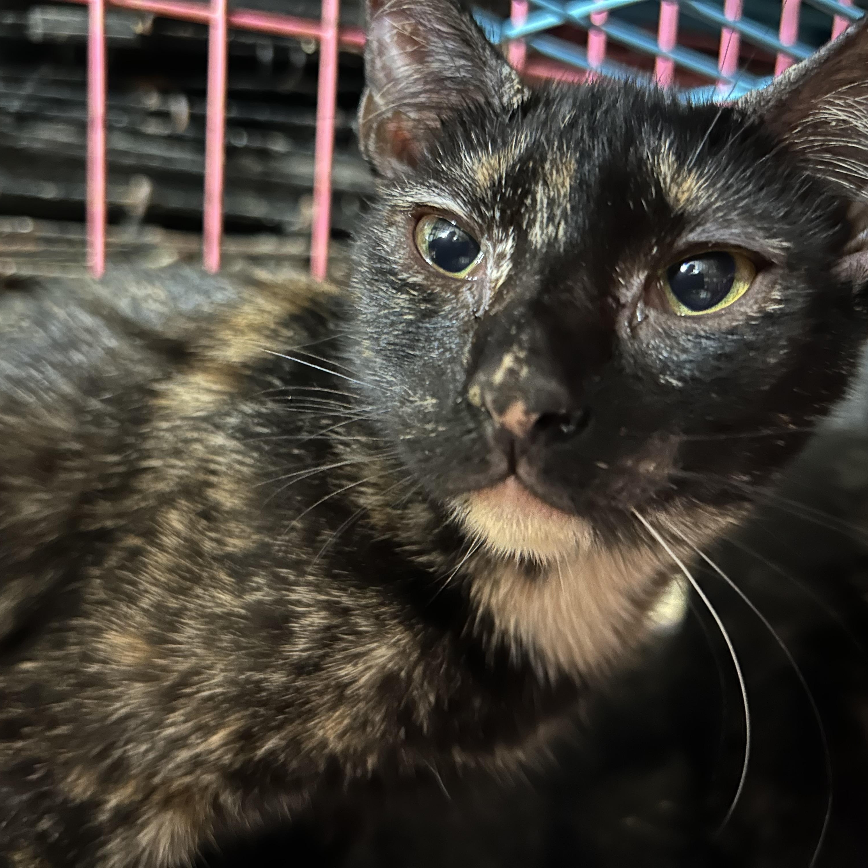 Enlarge Cattarina, a Adoptable mixed breed in New Orleans, LA image 2/3