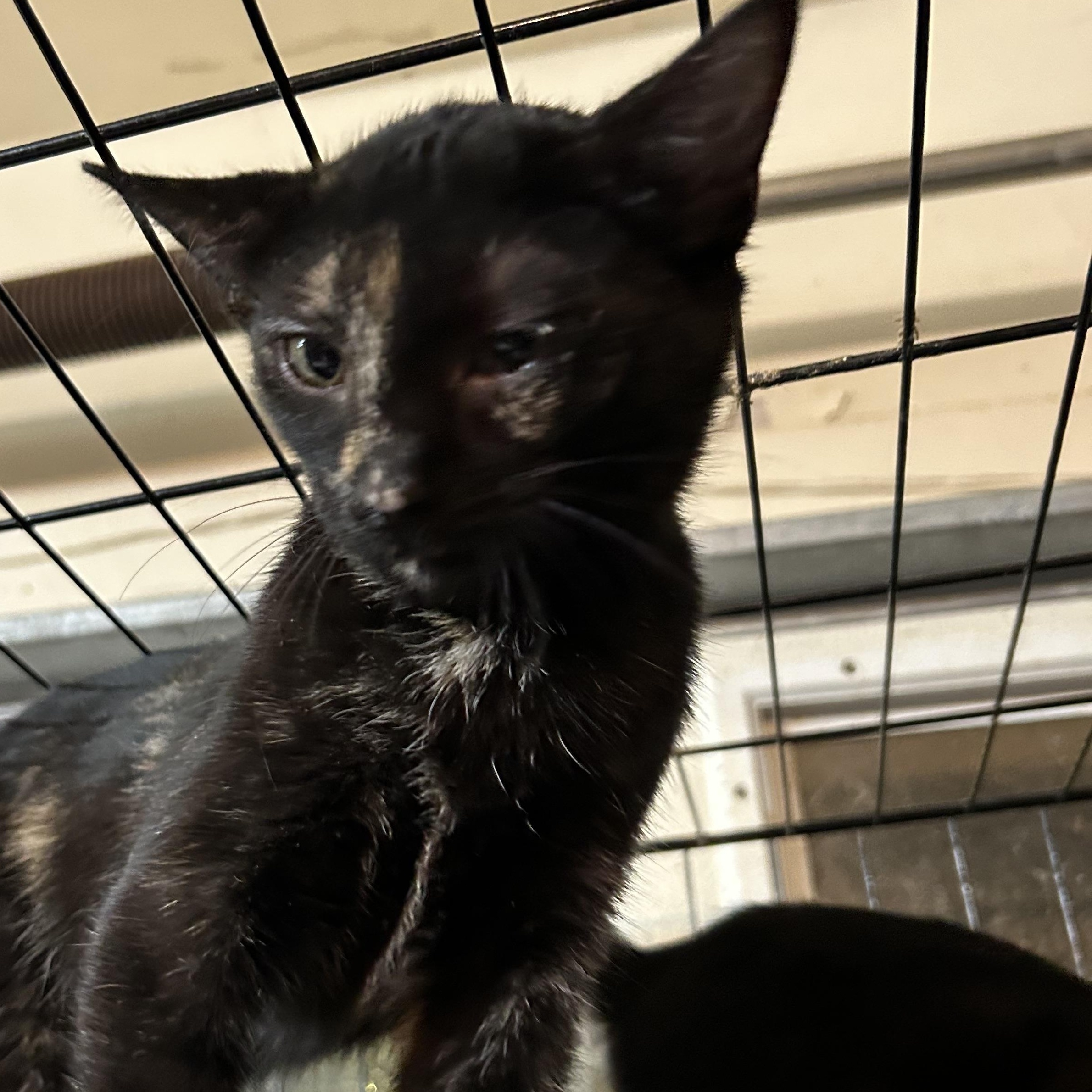 Enlarge Cattarina, a Adoptable mixed breed in New Orleans, LA image 3/3