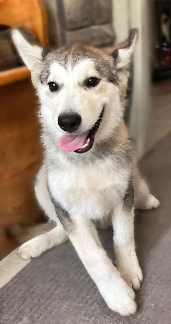 Enlarge nyx, a Adopted mixed breed in St. James, MO image 1/1