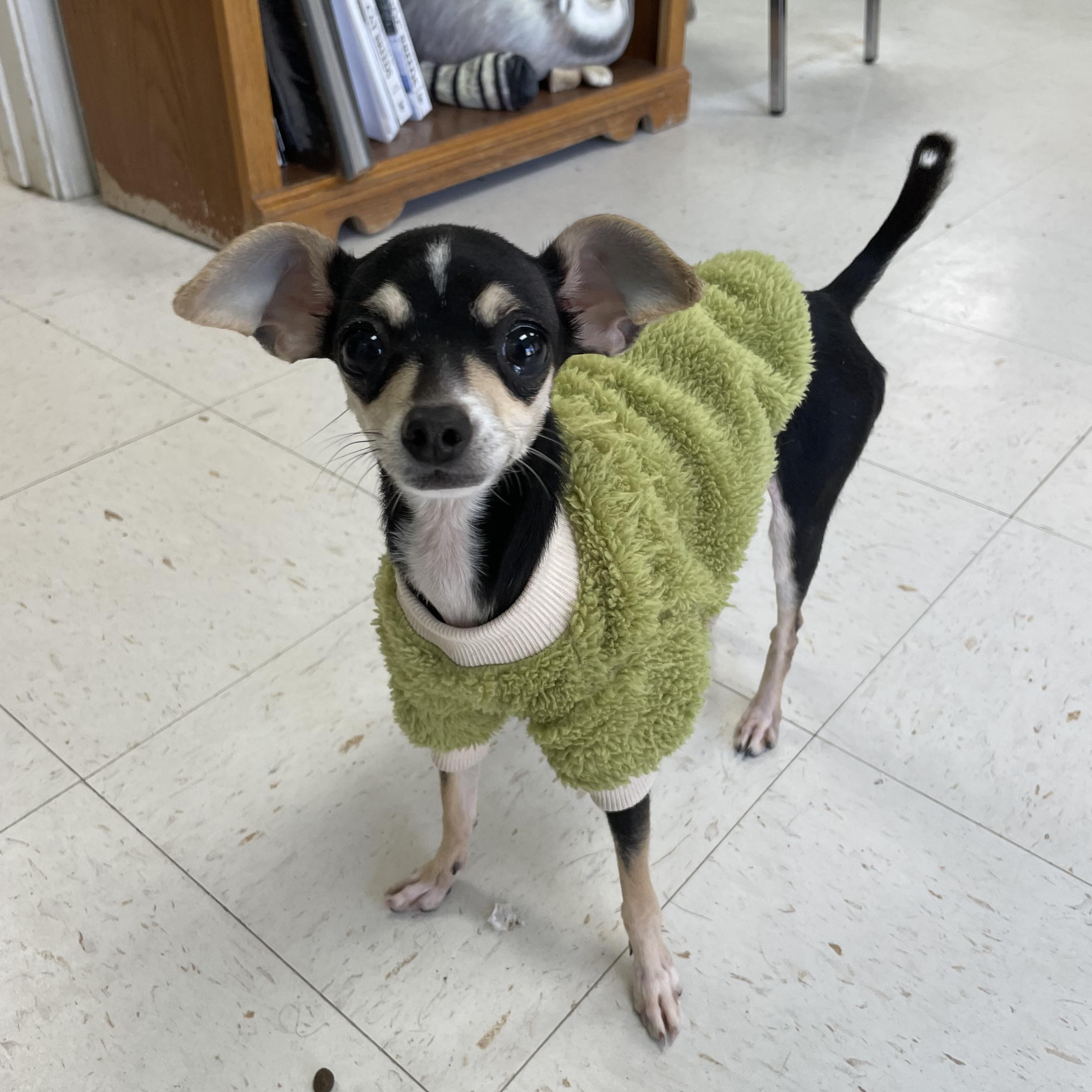 Enlarge Apple, an adopted mixed breed in Hollister, CA image 4/6