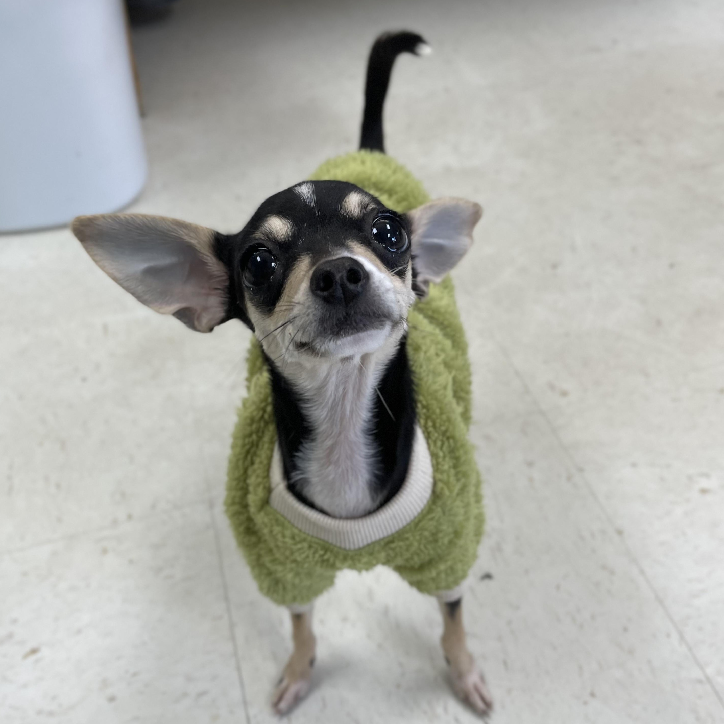 Enlarge Apple, an adopted mixed breed in Hollister, CA image 3/6