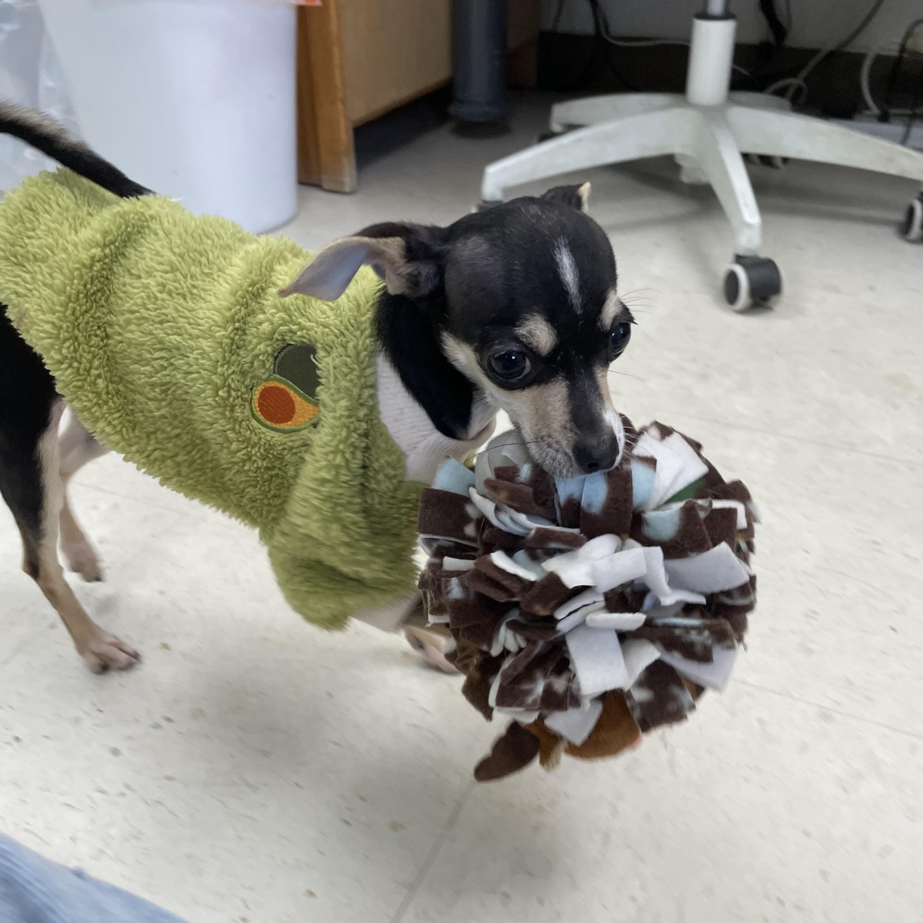 Enlarge Apple, an adopted mixed breed in Hollister, CA image 6/6