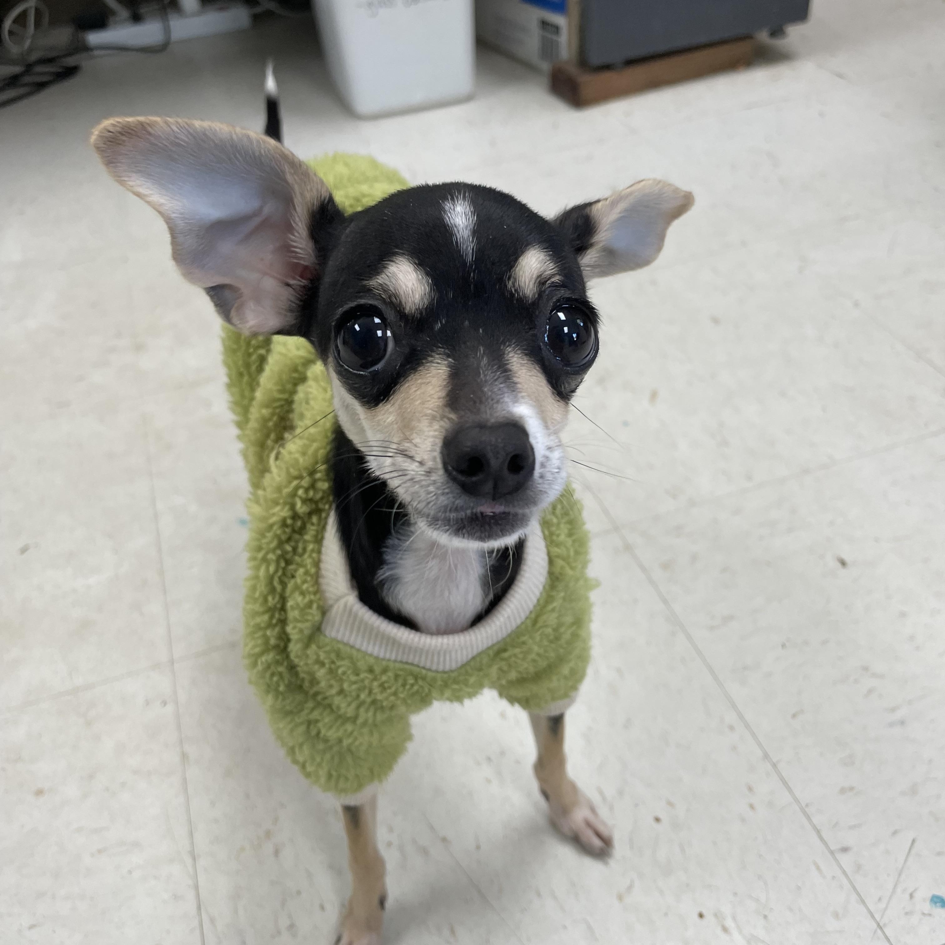 Apple, adopted, Young Female Chihuahua.