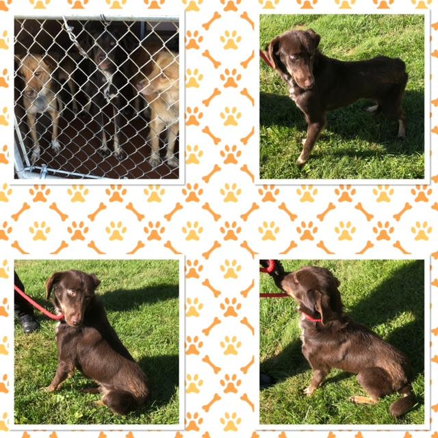 Enlarge HERSHEY, a Adoptable mixed breed in Buckhannon, WV image 1/1