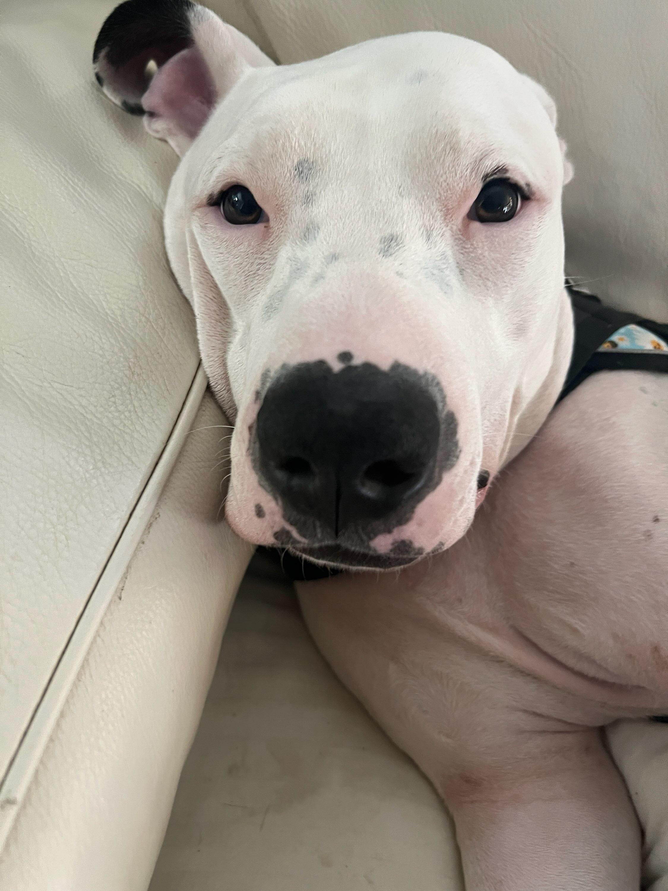 Liberty, a ADOPTABLE mixed breed in Omaha, NE image 2/4