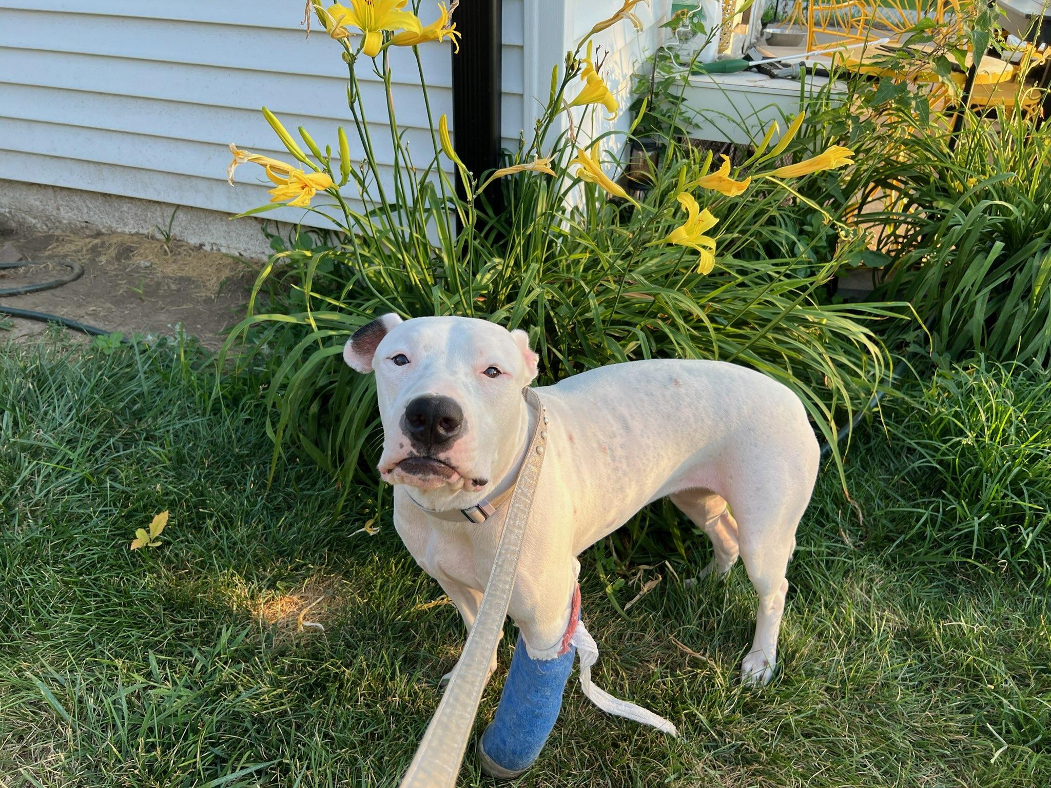 Liberty, a ADOPTABLE mixed breed in Omaha, NE image 4/4