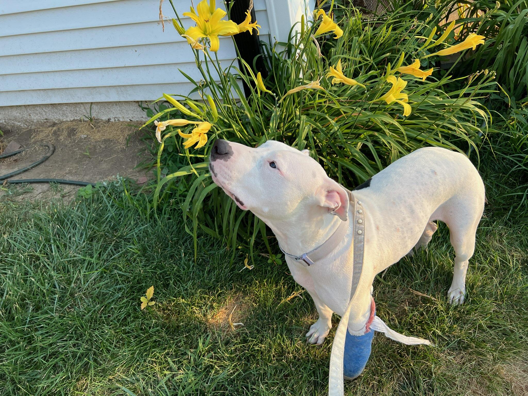 Liberty, a ADOPTABLE mixed breed in Omaha, NE image 3/4