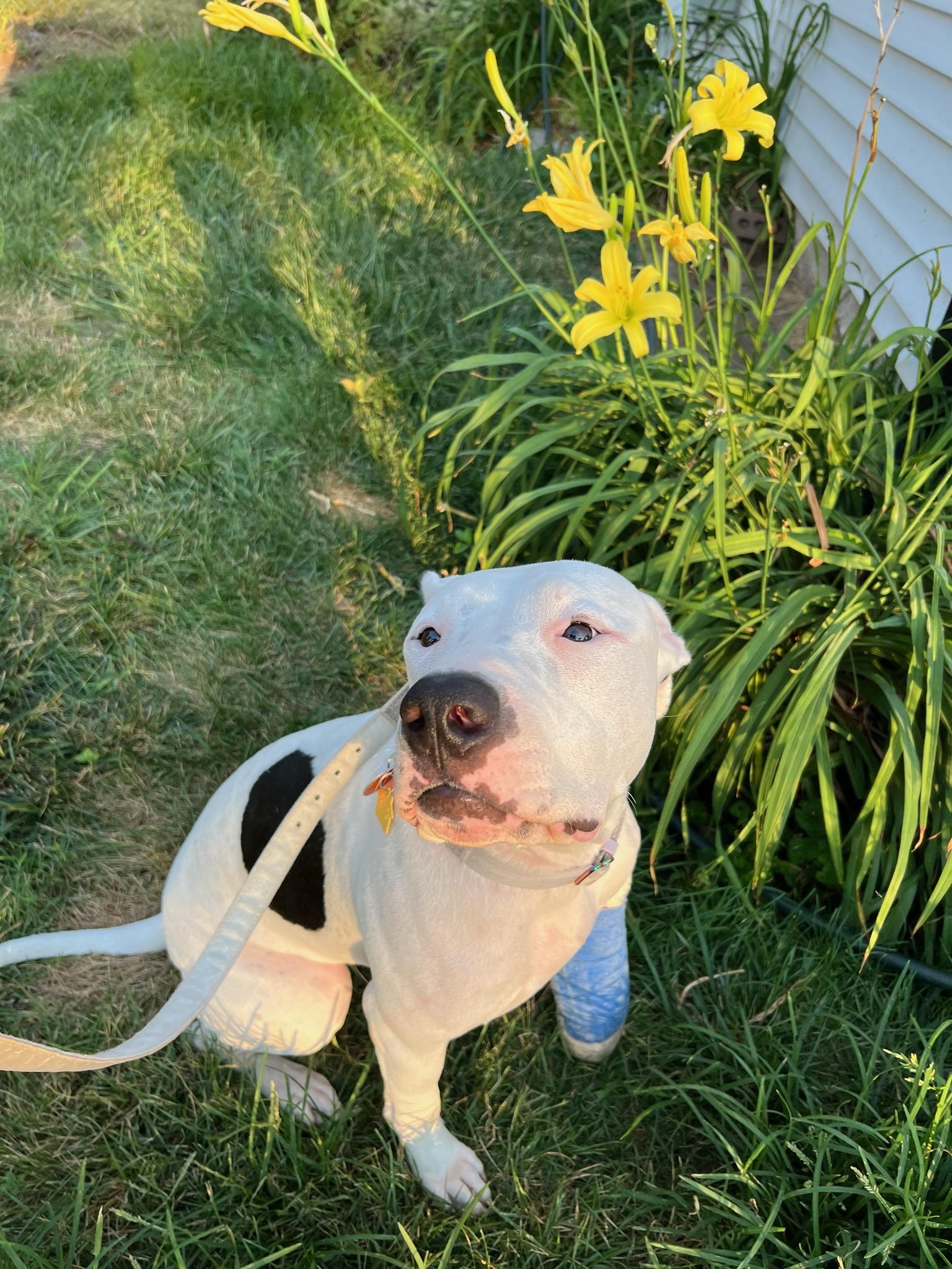 Liberty, a ADOPTABLE mixed breed in Omaha, NE image 1/4