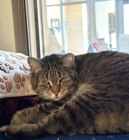 Mama, Adoptable, Adult Female Domestic Short Hair & Domestic Short Hair.