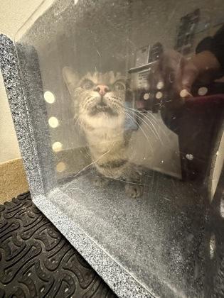 Enlarge Mama, a Adoptable mixed breed in North Richland Hills, TX image 2/2