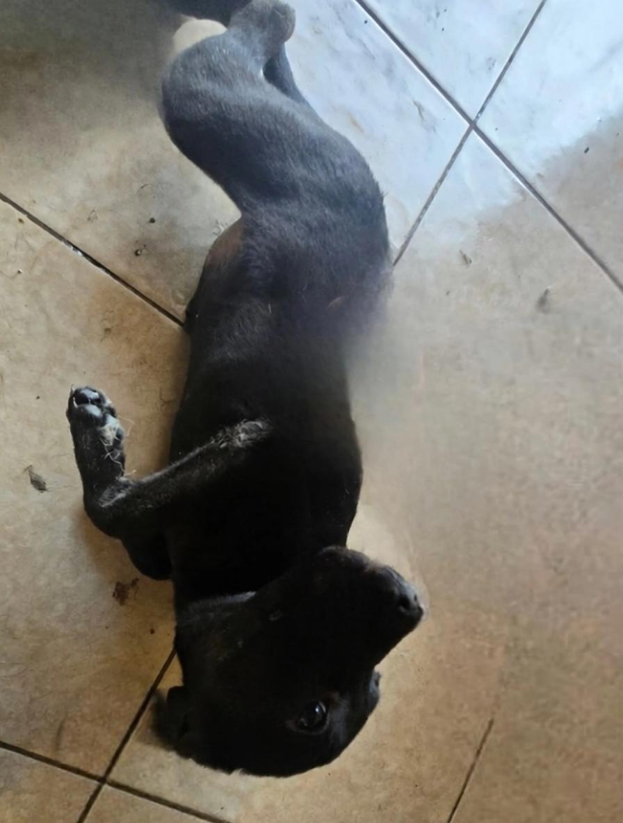 Enlarge Zeus, a Adoptable mixed breed in Seal Beach, CA image 2/6