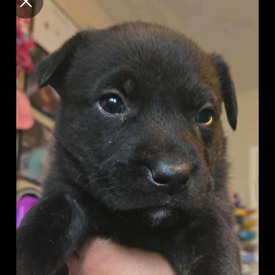Enlarge Zeus, a Adoptable mixed breed in Seal Beach, CA image 5/6