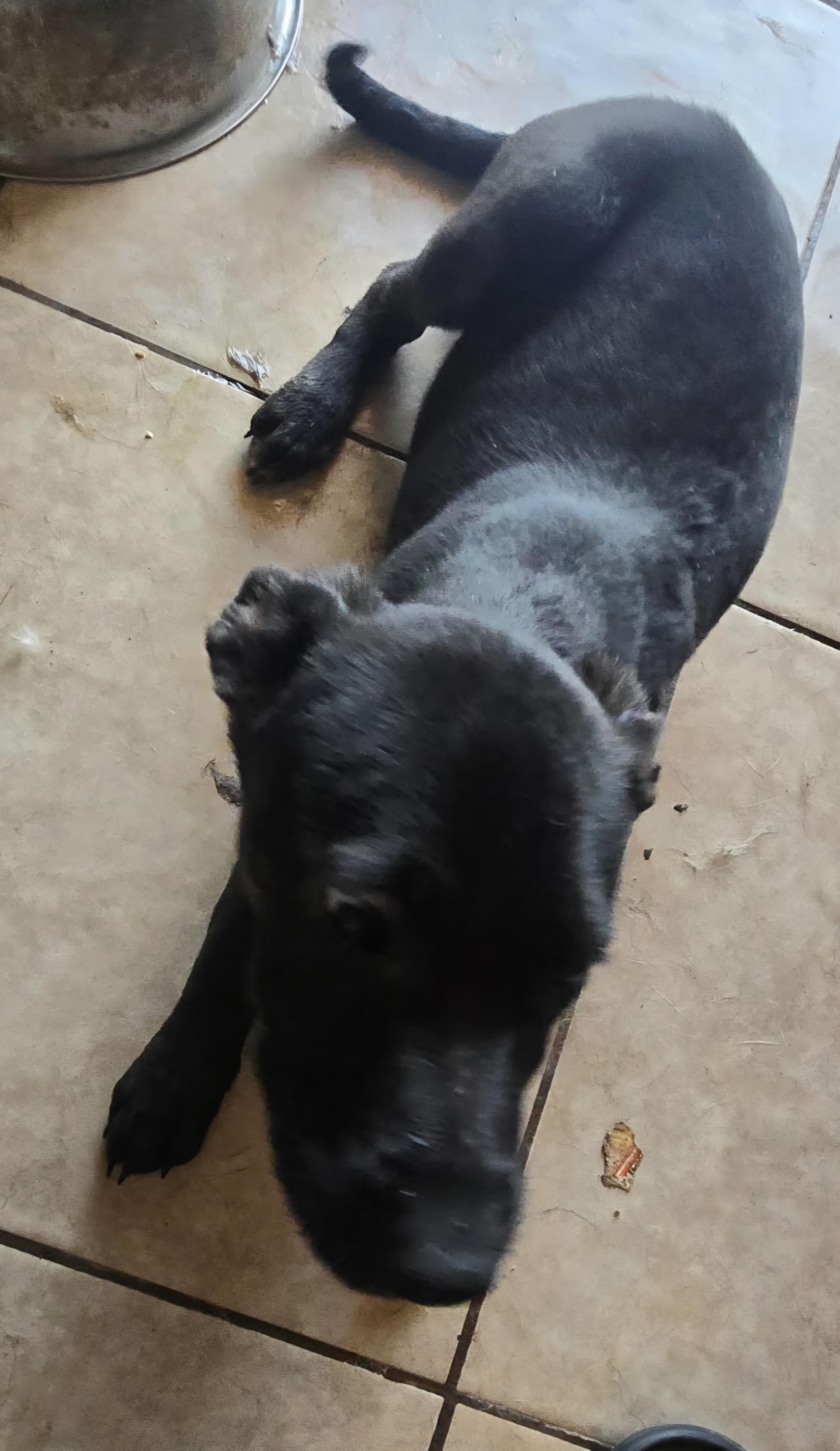 Enlarge Zeus, a Adoptable mixed breed in Seal Beach, CA image 3/6