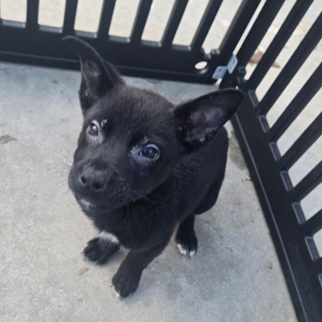 Zeus, Adoptable, Puppy Male German Shepherd Dog & Pit Bull Terrier.
