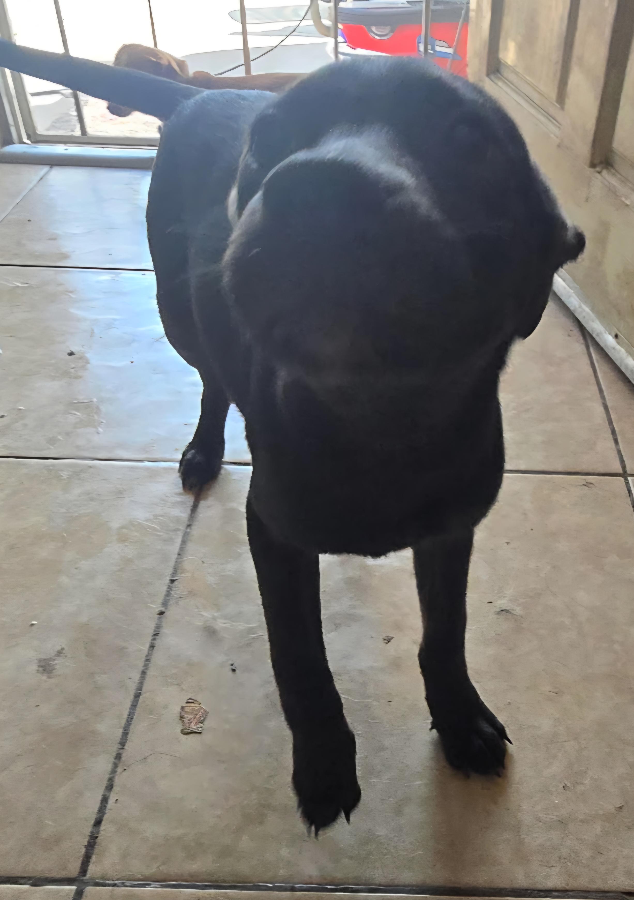 Enlarge Zeus, a Adoptable mixed breed in Seal Beach, CA image 6/6