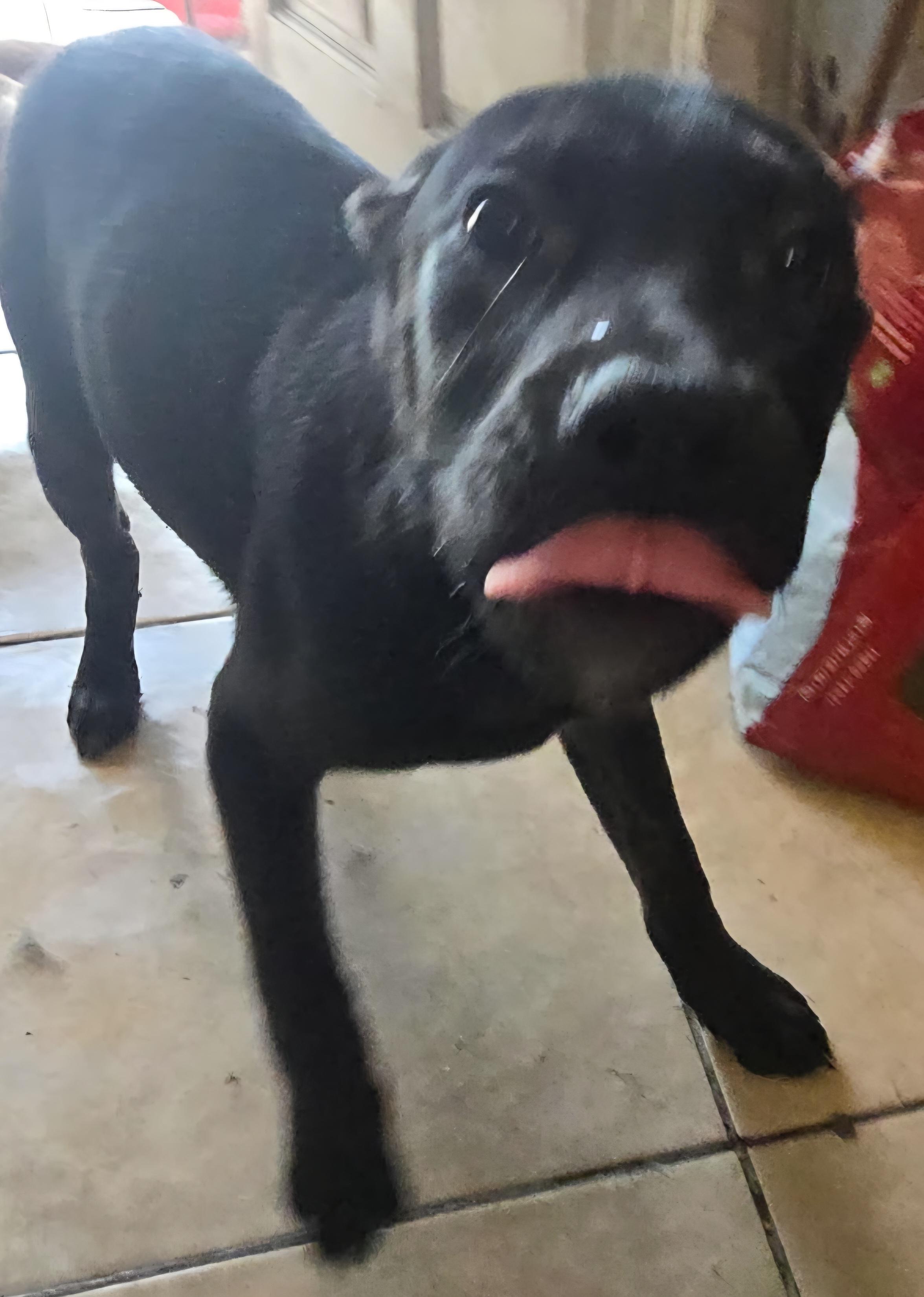 Enlarge Zeus, a Adoptable mixed breed in Seal Beach, CA image 4/6