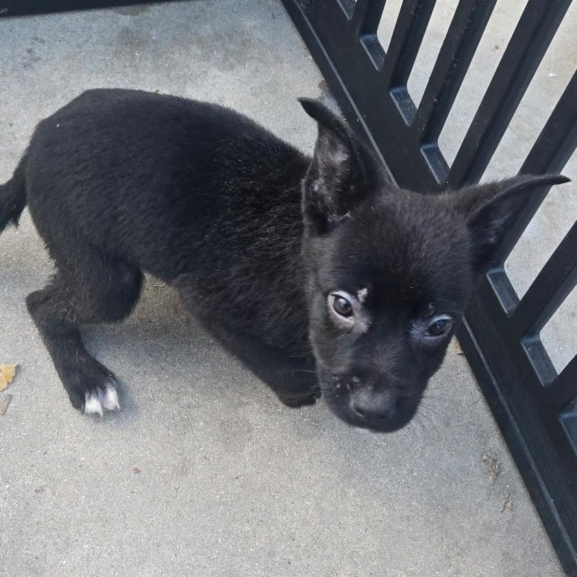 Enlarge Zeus, a Adoptable mixed breed in Seal Beach, CA image 2/6