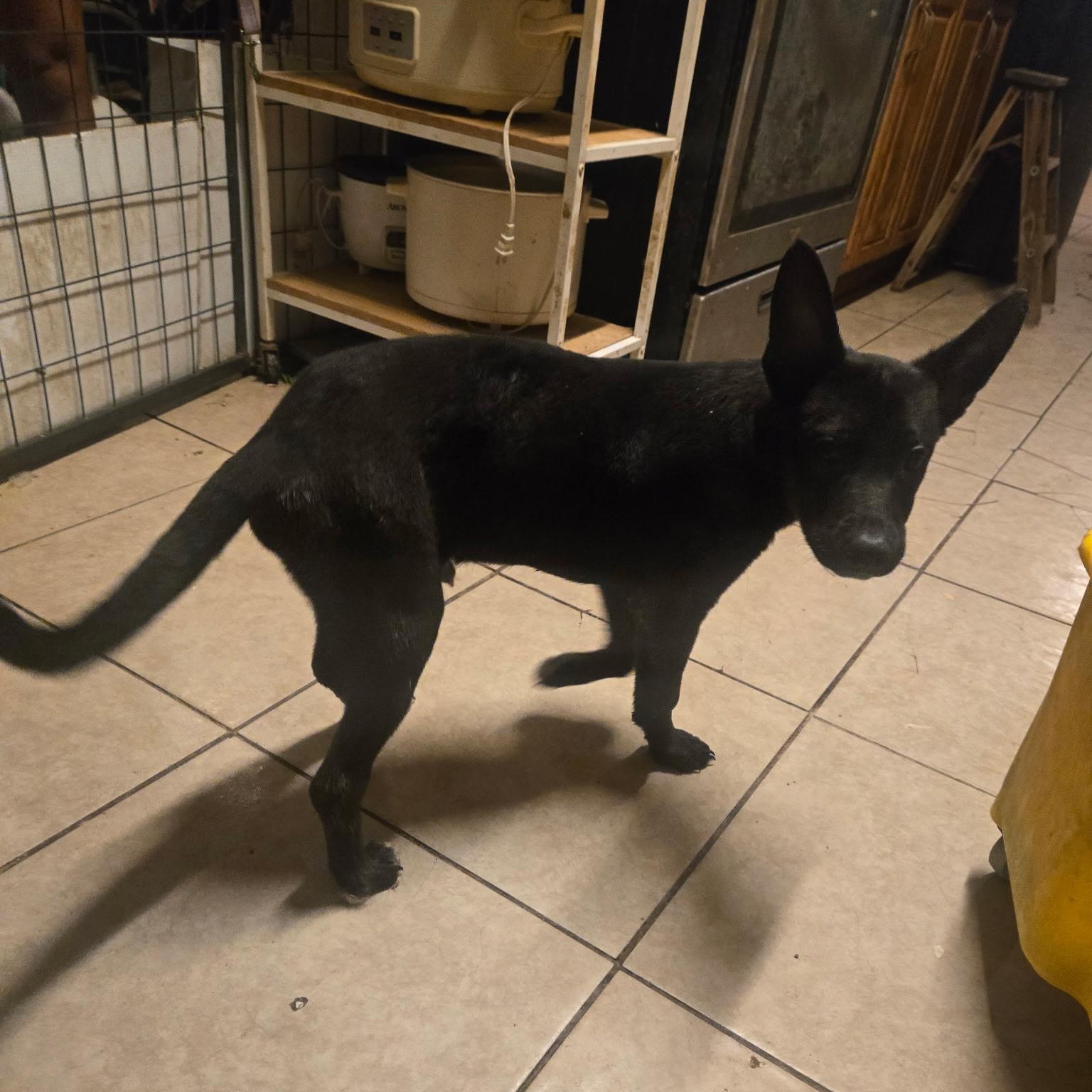 Zeus, Adoptable, Young Male German Shepherd Dog & Pit Bull Terrier.