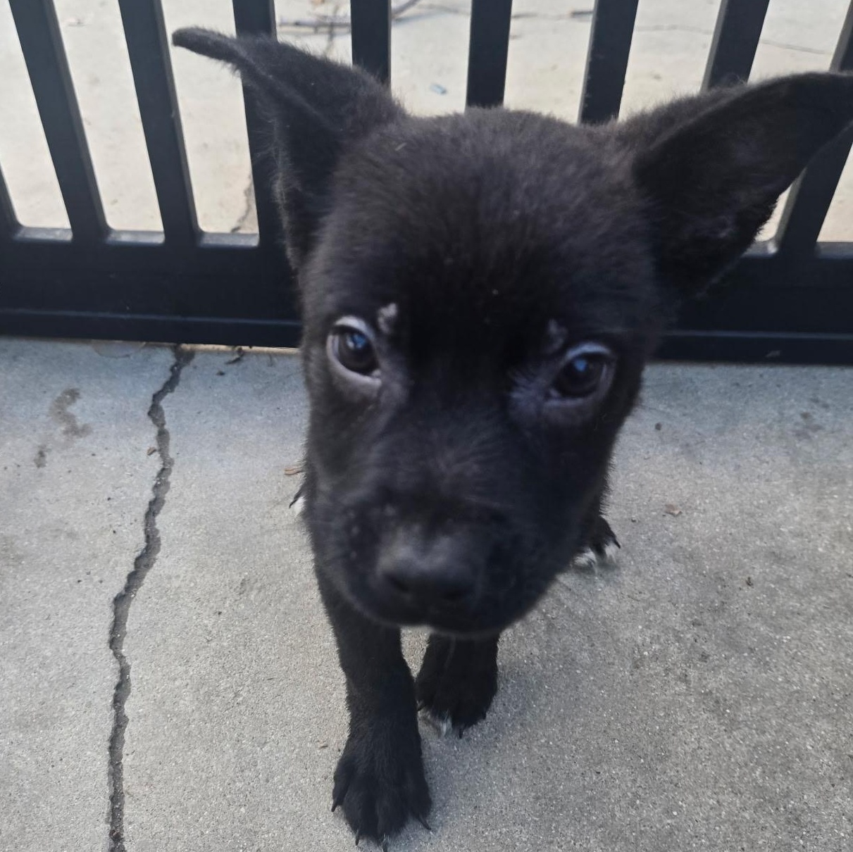 Enlarge Zeus, a Adoptable mixed breed in Seal Beach, CA image 4/6