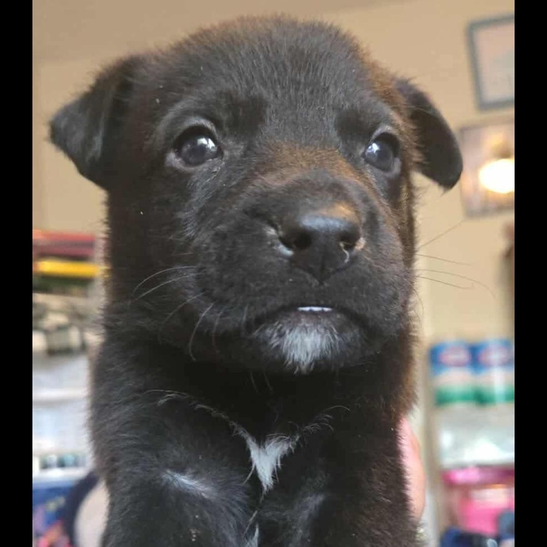 Enlarge Zeus, a Adoptable mixed breed in Seal Beach, CA image 6/6