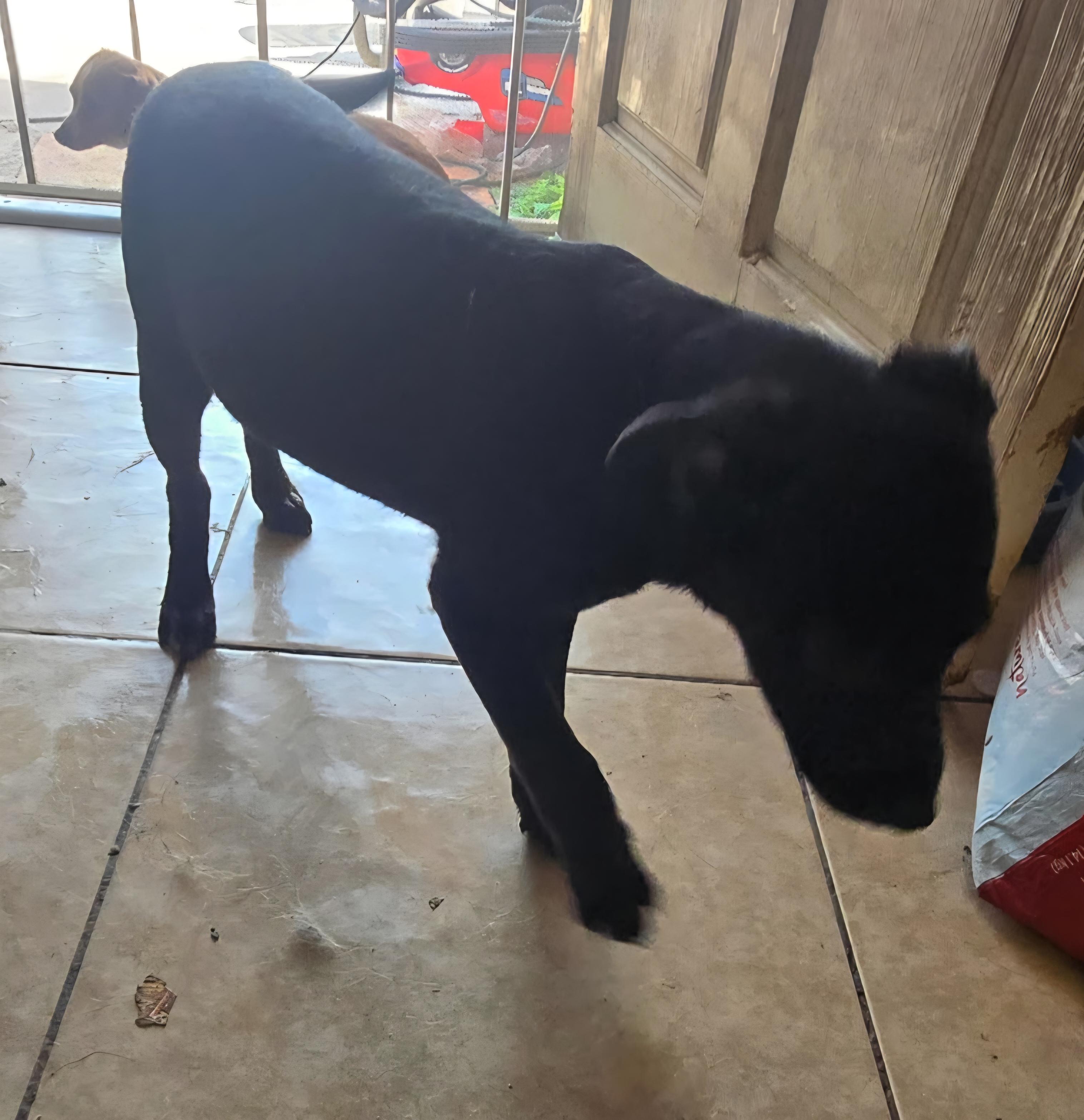 Enlarge Zeus, a Adoptable mixed breed in Seal Beach, CA image 5/6