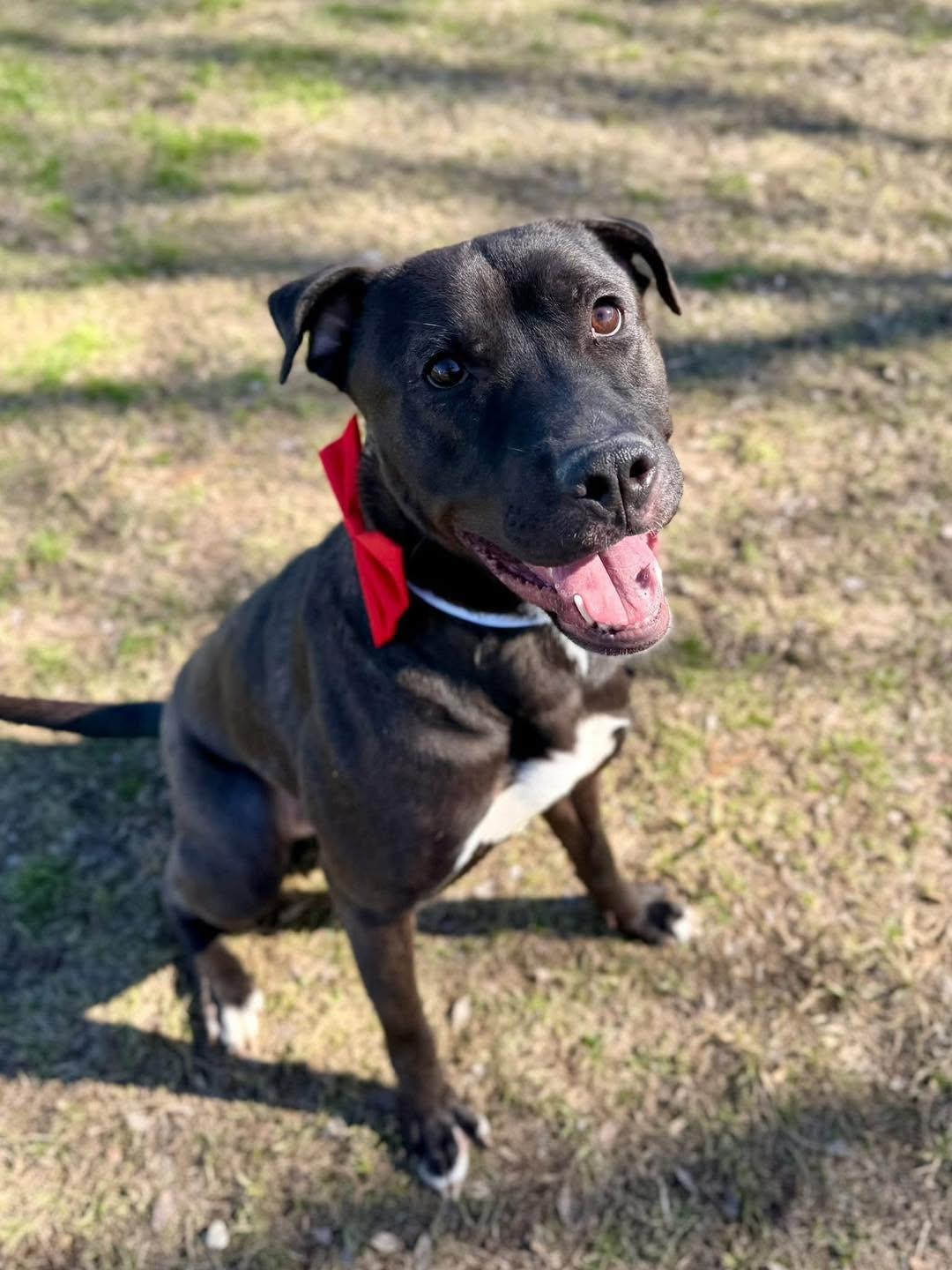 Enlarge Rhett ( super affectionate, house trained, crate trained, friendly), an adopted mixed breed in  Eau Claire, WI image 3/6