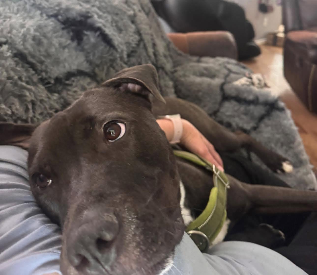 Enlarge Rhett ( super affectionate, house trained, crate trained, friendly), an adopted mixed breed in  Eau Claire, WI image 6/6
