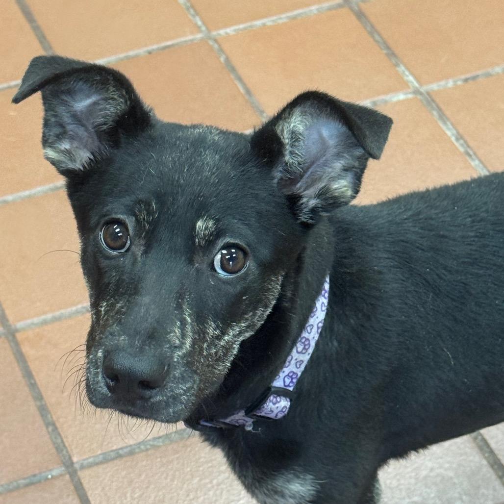 Skye, Adoptable, Puppy Female Shepherd & Mixed Breed.