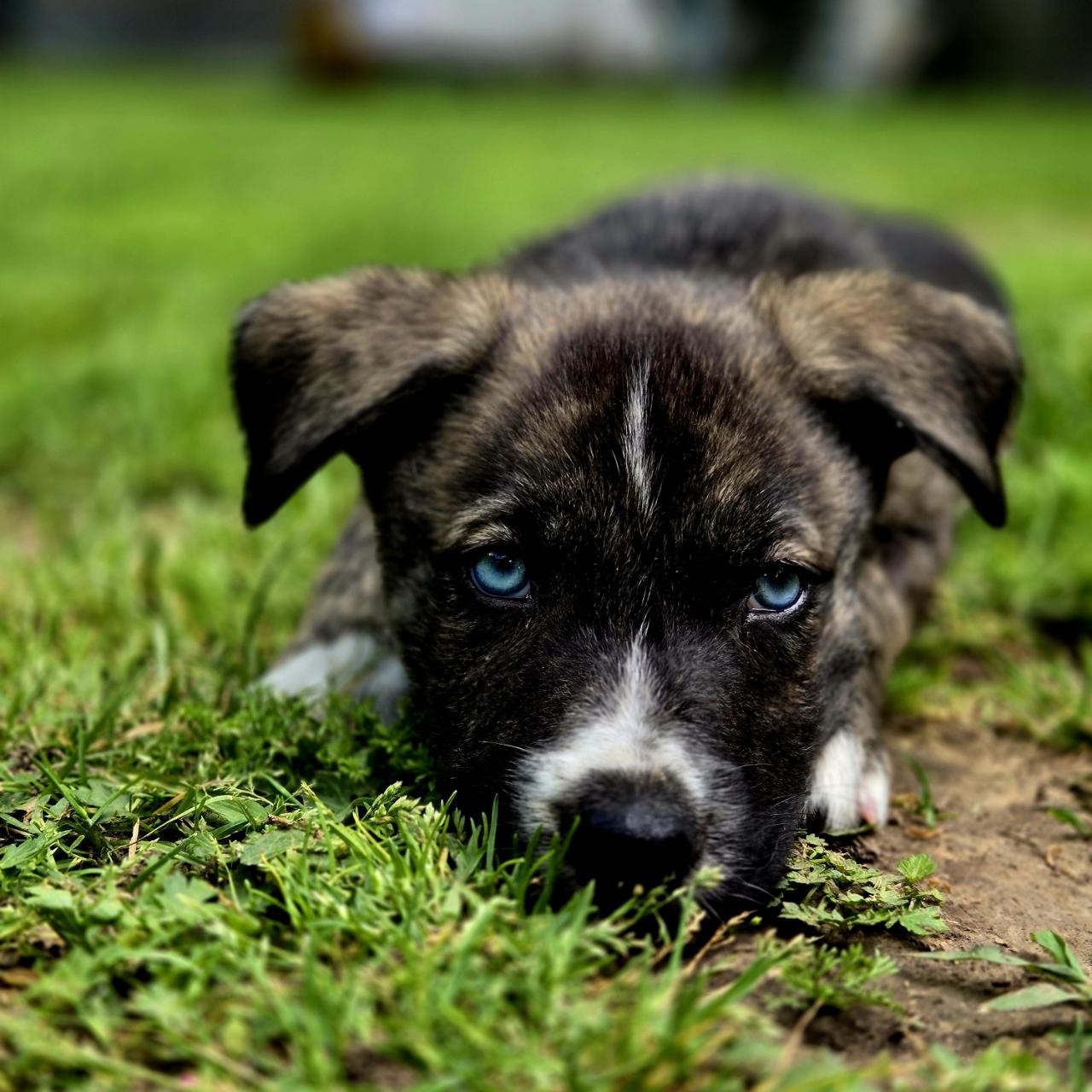 Buttercup, ADOPTABLE, Puppy Female Husky.
