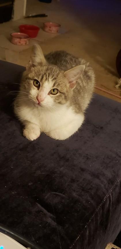 Pippen, Adoptable, Adult Male Domestic Short Hair & Domestic Short Hair.